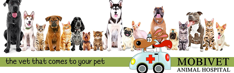 MobivetAnimalHospital PretoriaOldEast VeterinaryHospital